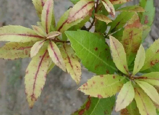 植物虫害|杨梅树的病虫害防治方法与技术