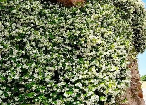 掉叶子|风车茉莉掉叶子怎么办