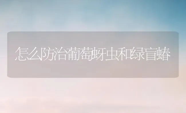 怎么防治葡萄蚜虫和绿盲蝽 | 瓜果种植