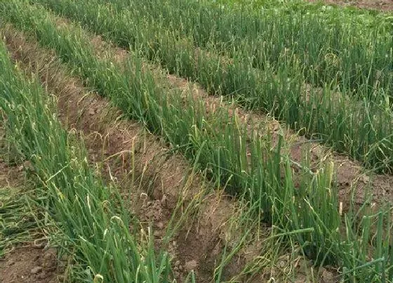 种植百科|大葱一年可以种几次 家种大葱生长期多少天