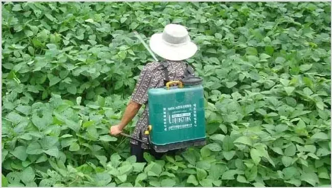 十种提高农药利用率的方法技巧 | 种植技术