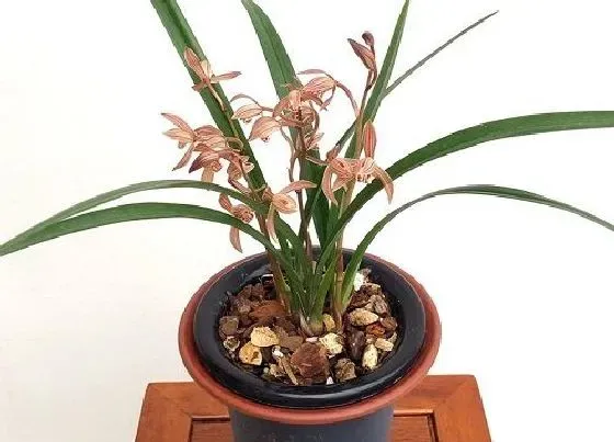 植物寓意|代表清廉的植物有哪些