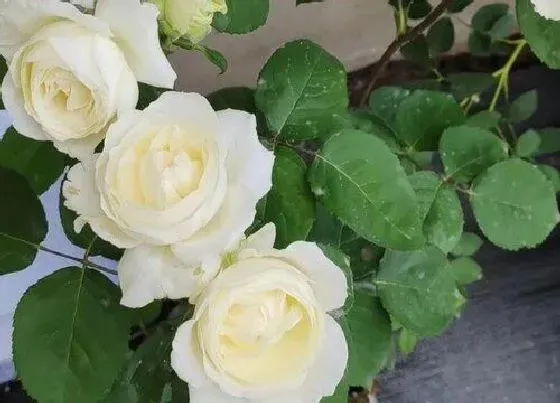 植物百科|伊芙婚礼之路月季优缺点（阳台养婚礼之路抗病性好长得慢）