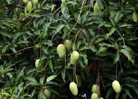 植物百科|芒果甜度高吗