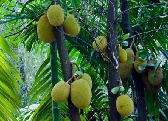 种植管理|菠萝蜜几年结果实