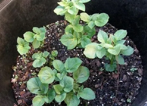 植物移栽|土豆苗可以移栽吗