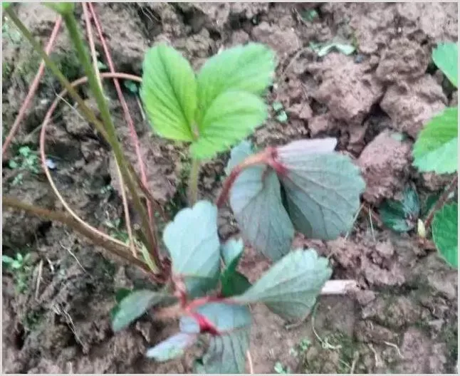 草莓茎秆花瓣发红原因及防治指南 | 种植施肥