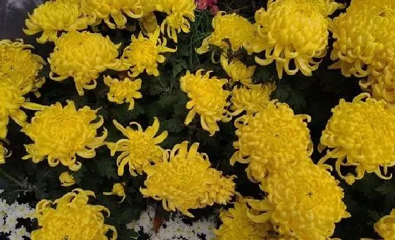 植物百科|菊花是花吗 是什么植物类别