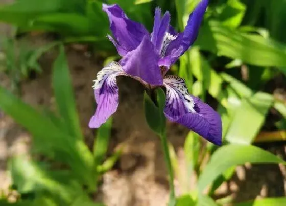 花卉百科|代表真挚的友谊的花（代表纯洁的友谊的花卉植物有哪些）