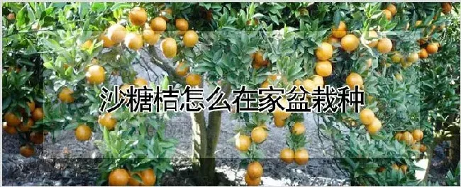 沙糖桔怎么在家盆栽种 | 种植资料