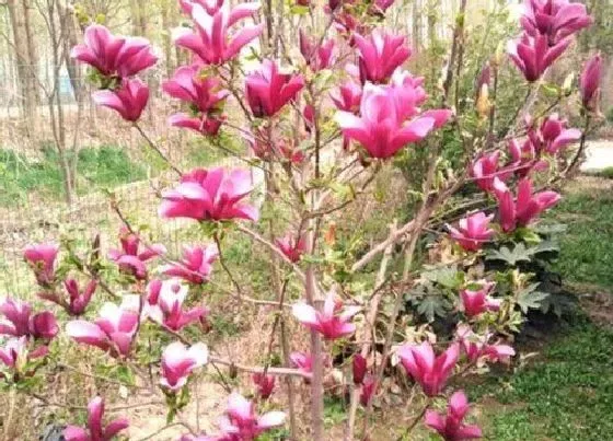 植物修剪|玉兰花怎么修剪方法