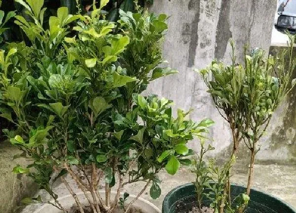 植物浇水|米兰花怎么浇水方法