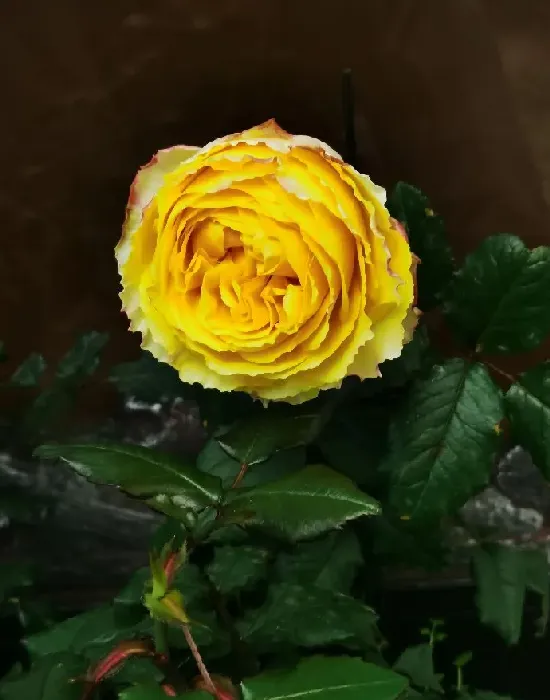 植物百科|阳光笑容月季优缺点（灌木阳光笑容耐晒有香味适合广东）