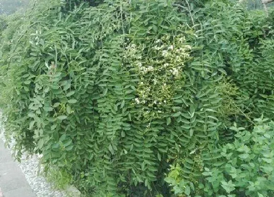 种植位置|龙爪槐可以种在院子里吗