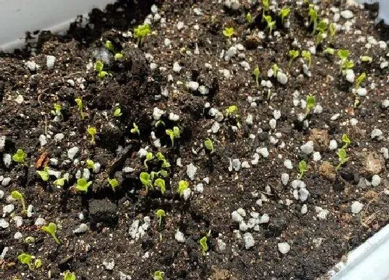 种植育种|羽衣甘蓝种子什么时候种植最好