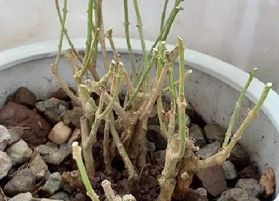 枯萎|茉莉花枯萎怎么办