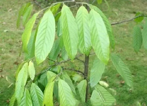 植物种类|箭毒木是什么树 属于桑科植物