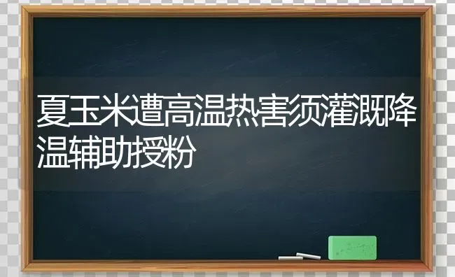 夏玉米遭高温热害须灌溉降温辅助授粉 | 粮油作物种植