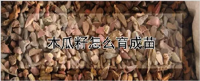 木瓜籽怎么育成苗 | 耕种资料