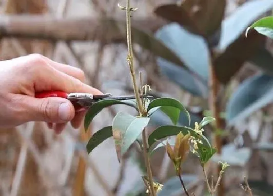 植物修剪|月月桂怎么修剪方法