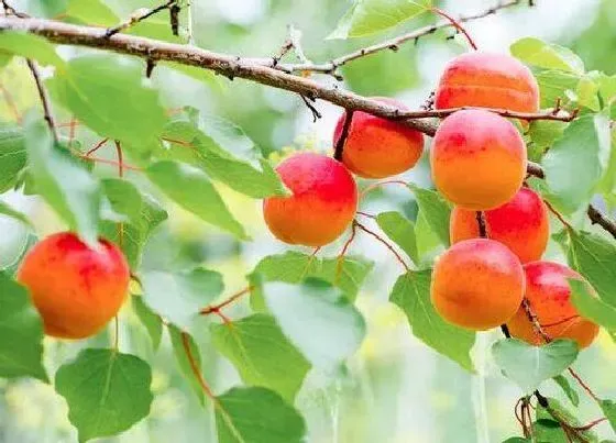 生长环境|桃树生长环境条件及特点