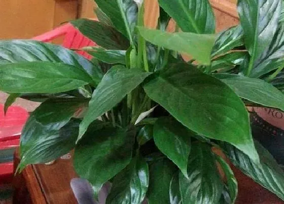 植物价格|白掌多少钱一盆
