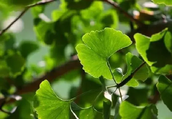 果实科普|银杏树几月开花结果 什么时候开花结果