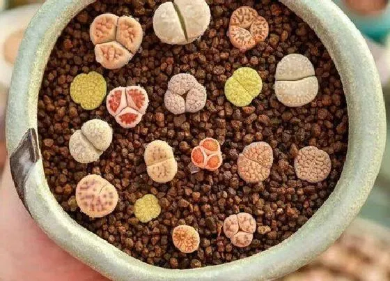 种植土壤|毛汉尼配土方法与种植土壤