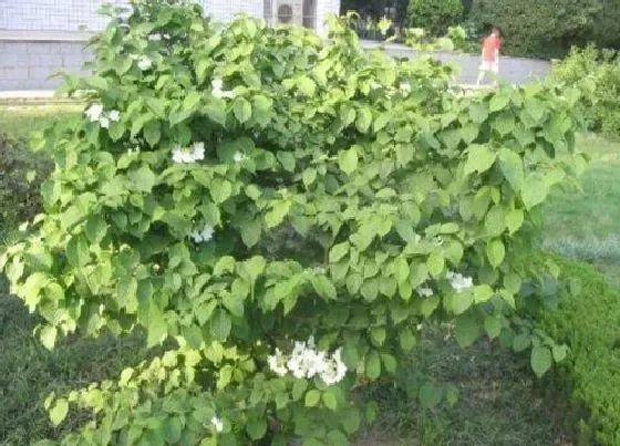 不开花|蝴蝶绣球为什么不开花