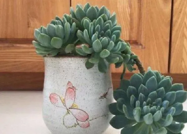 植物浇水|蓝苹果多久浇一次水