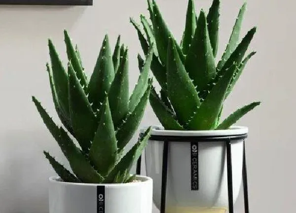 植物浇水|芦荟可以浇可乐吗