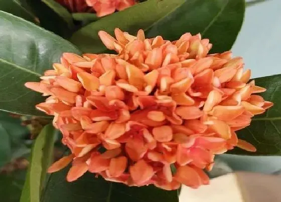 植物毒性|龙船花有毒吗 可以放在室内养吗