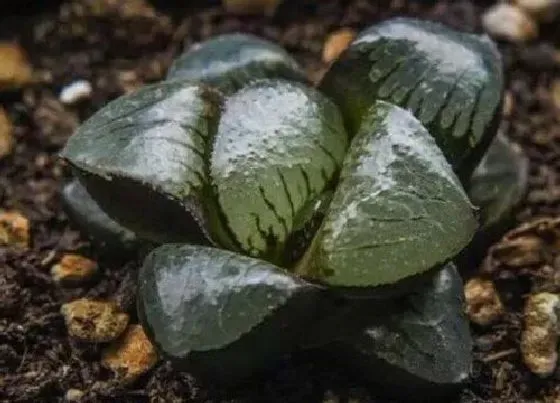 种植土壤|雪景色寿配土方法与种植土壤