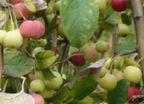 植物施肥|长寿果施什么肥最好