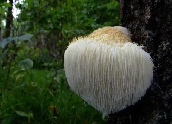 植物百科|猴头菇生长在什么地方 生长环境与产地