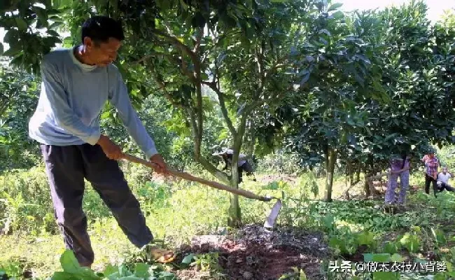 植物施肥|果树全年的施肥时间大全，果树一年四季的施肥方法）