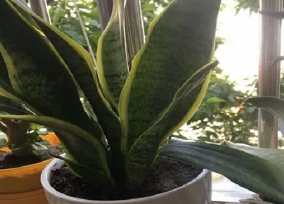 植物百科|虎皮兰的繁殖方法（图解）