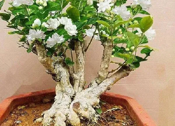 盆景|野茉莉下山桩怎么养活
