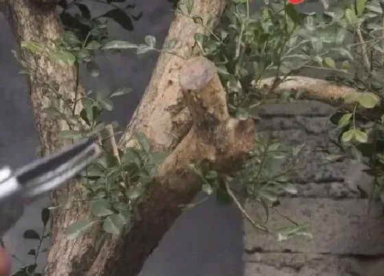 植物修剪|九里香什么时候剪枝合适