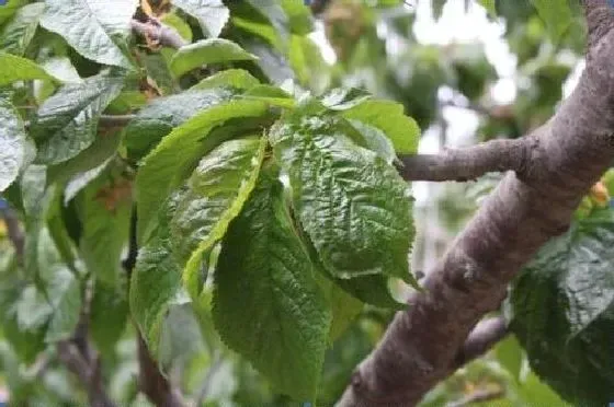 植物病害|樱桃病毒病症状与防治方法