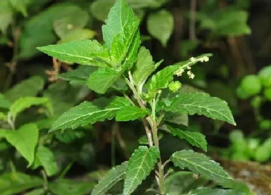 植物百科|透骨草是什么草