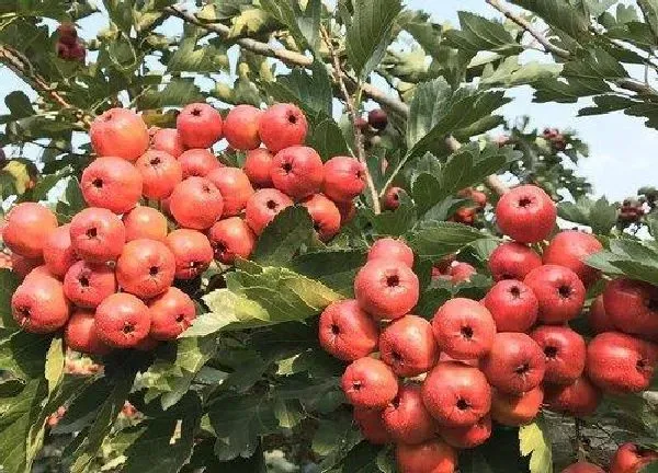 植物扦插|山楂树插枝能活吗