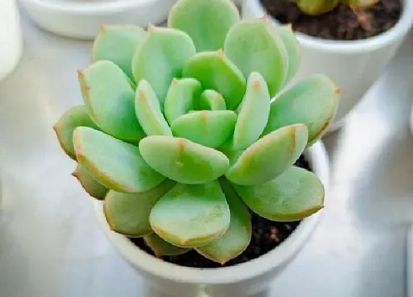 养殖科普|白瓷花盆适合养什么花
