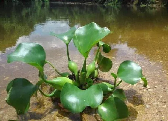 摆放常识|家里能种葫芦吗