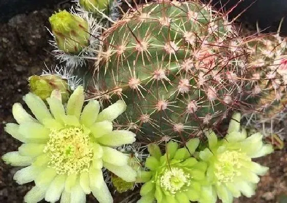 开花时间|仙人掌多久开花一次 从种植到开花要多长时间