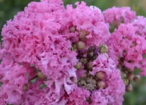 冬天植物|紫薇花耐寒多少度 抗寒最低温度