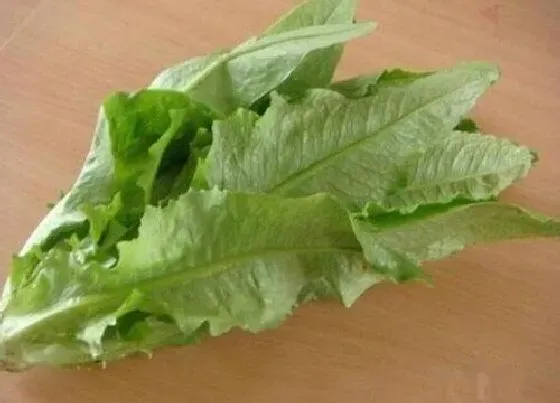 食用科普|油麦菜可以生吃吗