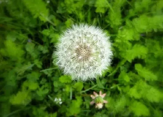 植物毒性|蒲公英的汁液有毒吗 汁液的毒性与作用