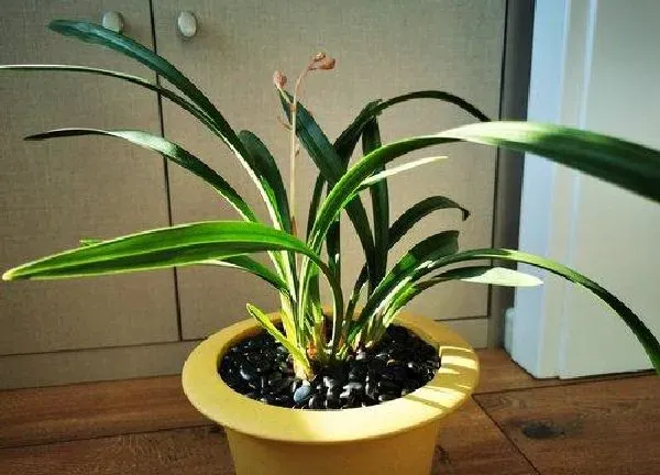 植物移栽|兰花要多久服盆