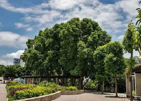 不开花|黄葛兰树为什么不开花